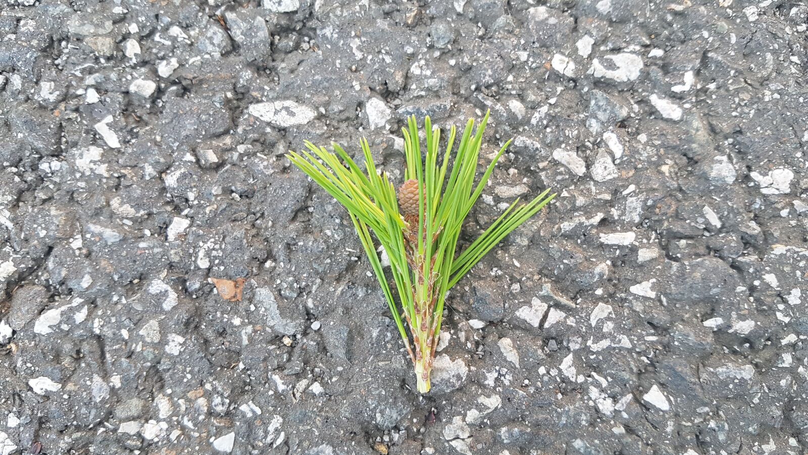 Samsung Galaxy S7 sample photo. Acorn, leaf, autumn photography