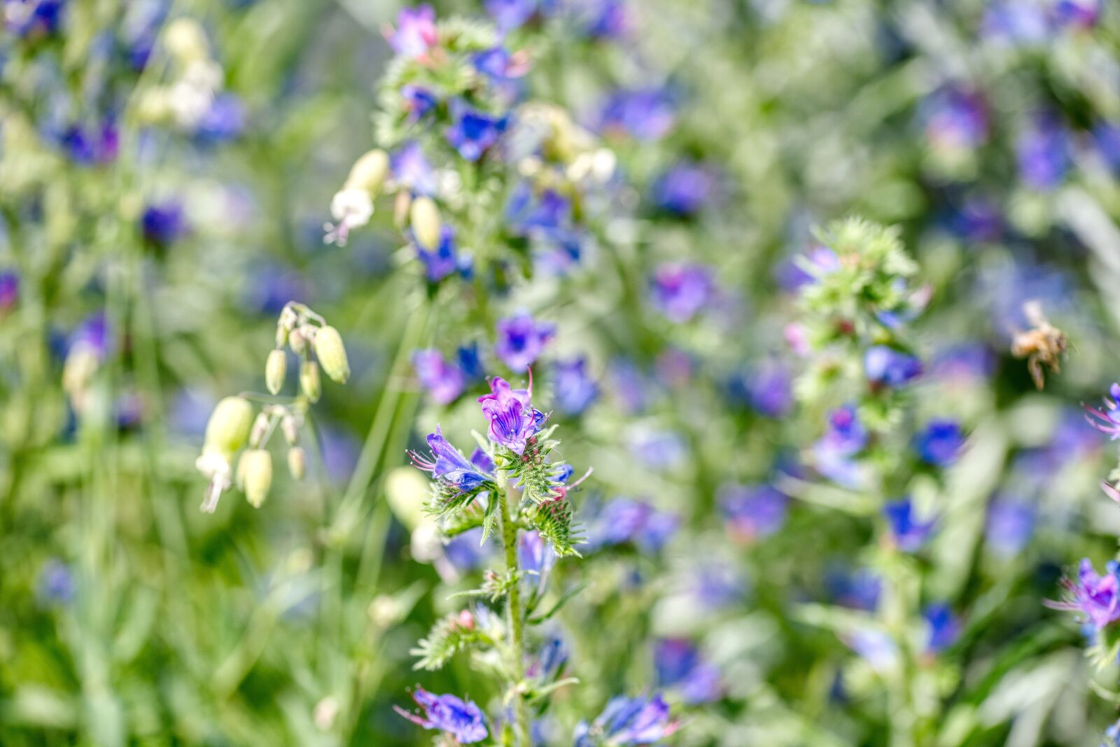 Nikon D750 sample photo. Wild flowers, flower meadow photography