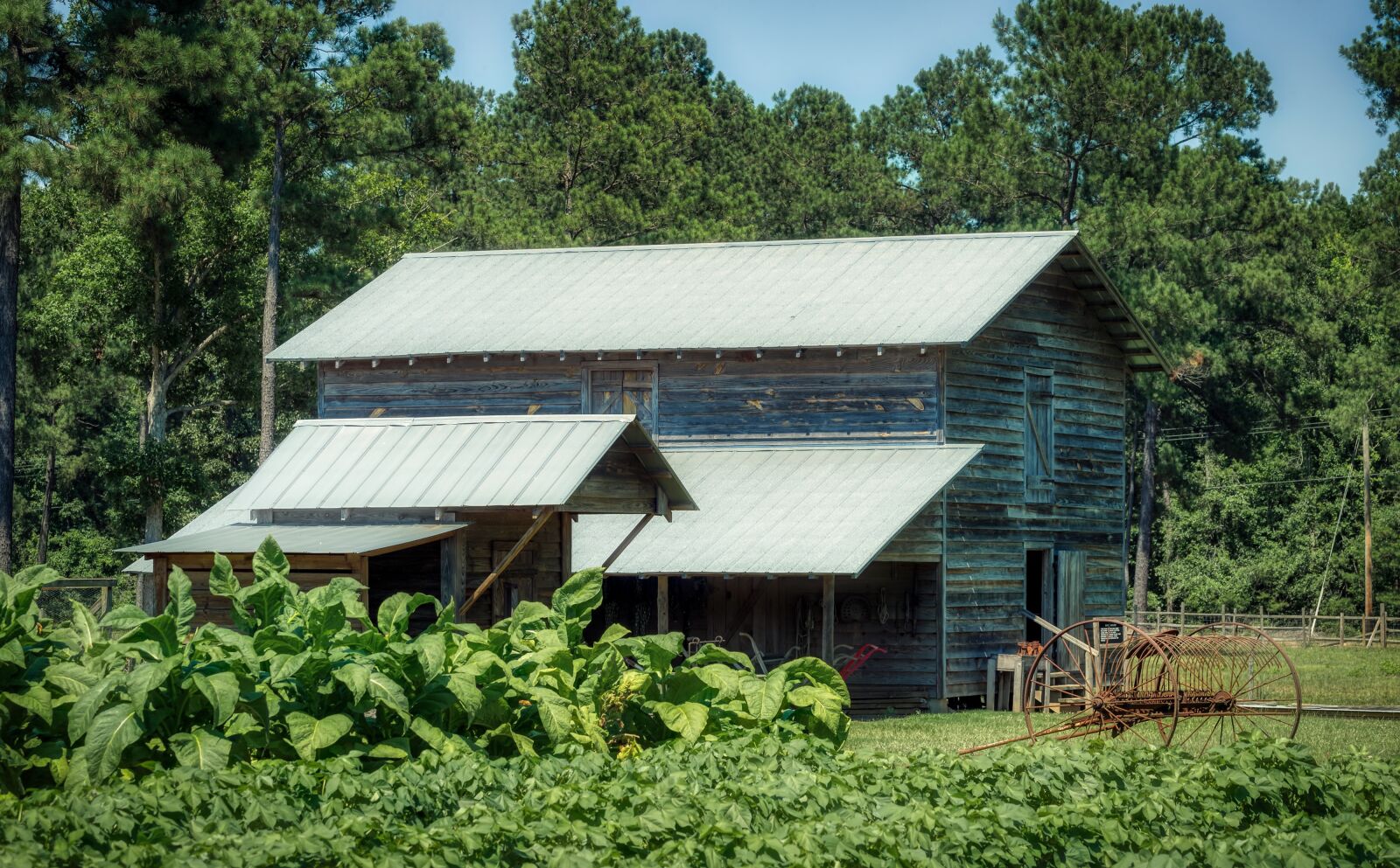 Canon EF 70-300mm F4-5.6L IS USM sample photo. South carolina, tobacco field photography