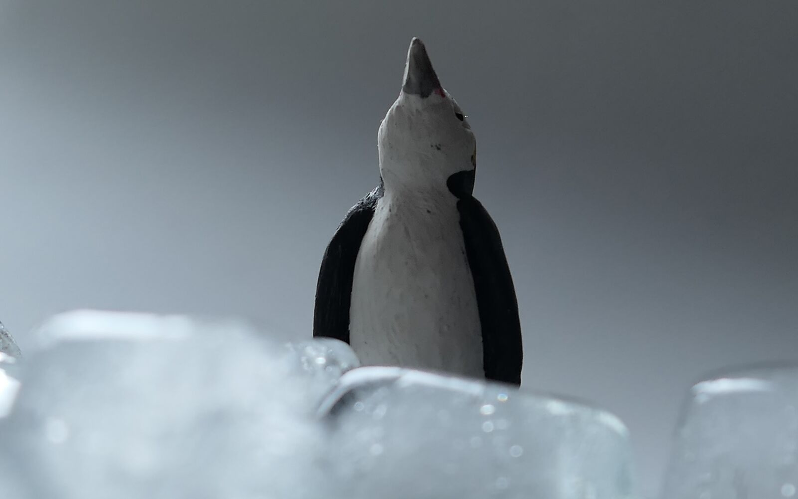 Panasonic Lumix DMC-LX10 (Lumix DMC-LX15) sample photo. Ice, penguin, cold photography