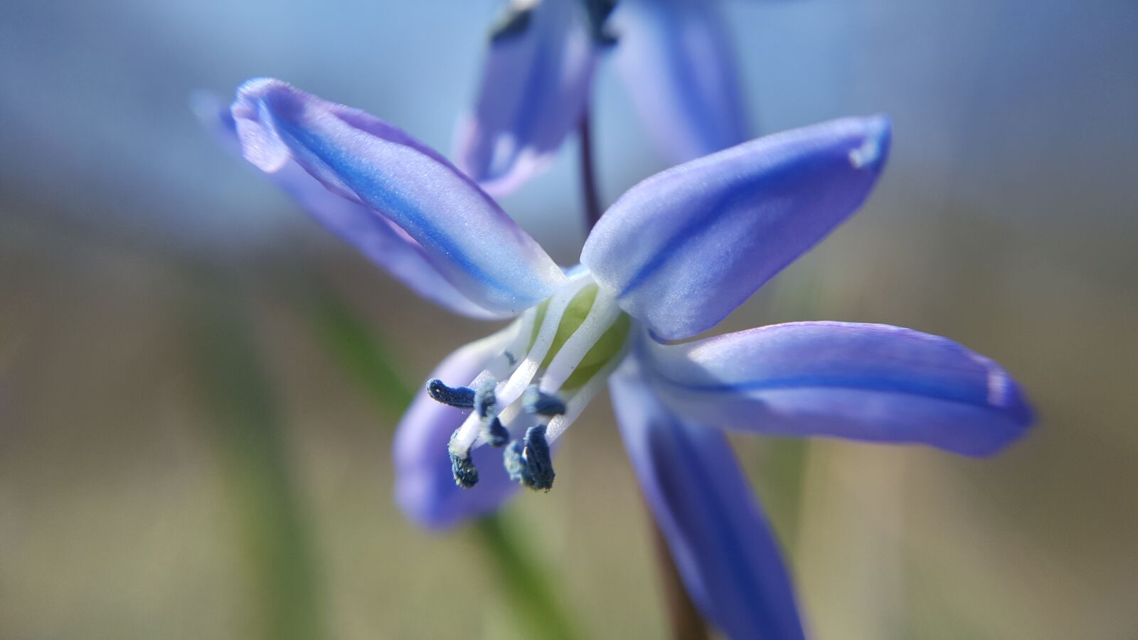 Samsung Galaxy S6 sample photo. Nature, plant, flower photography