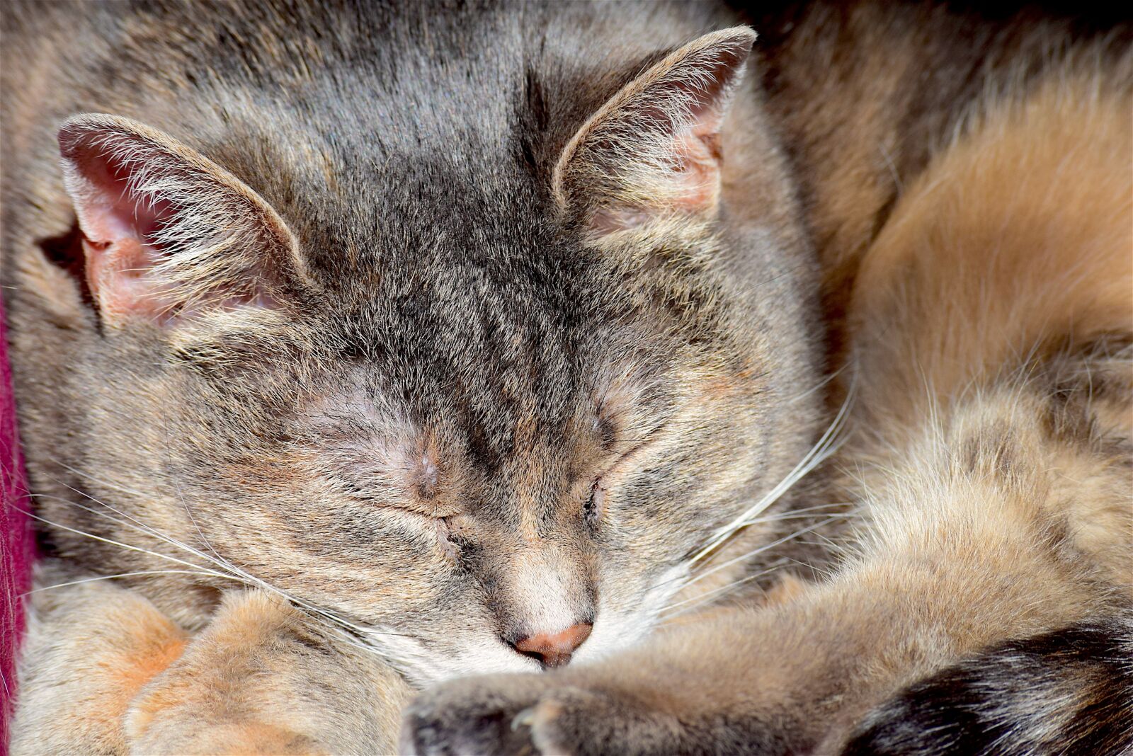 Nikon D3300 sample photo. Sleeping cat, portrait, cat photography