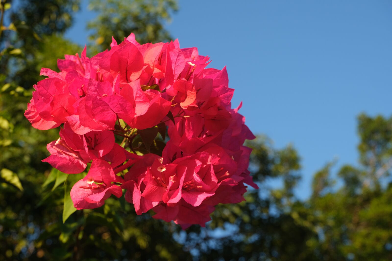 Fujifilm X-T30 sample photo. Flower, nature, blossom photography