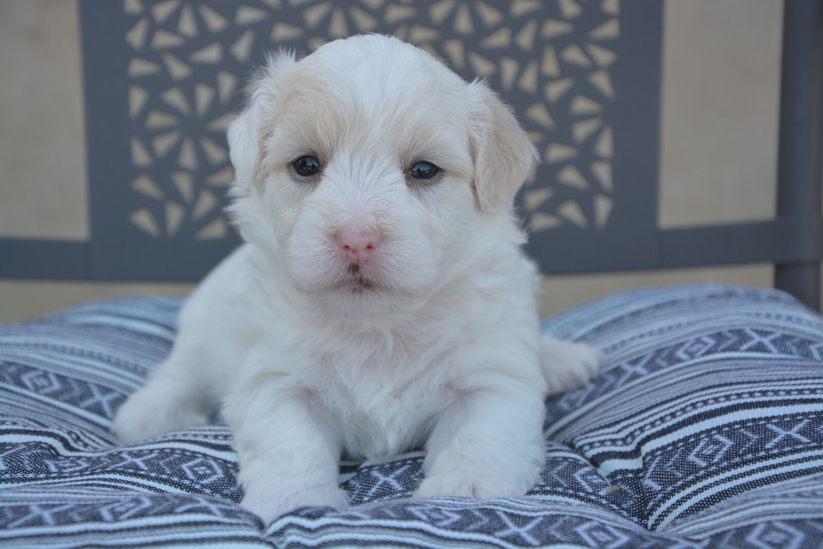 Nikon D5200 sample photo. Cotton tulear, puppy, dog photography