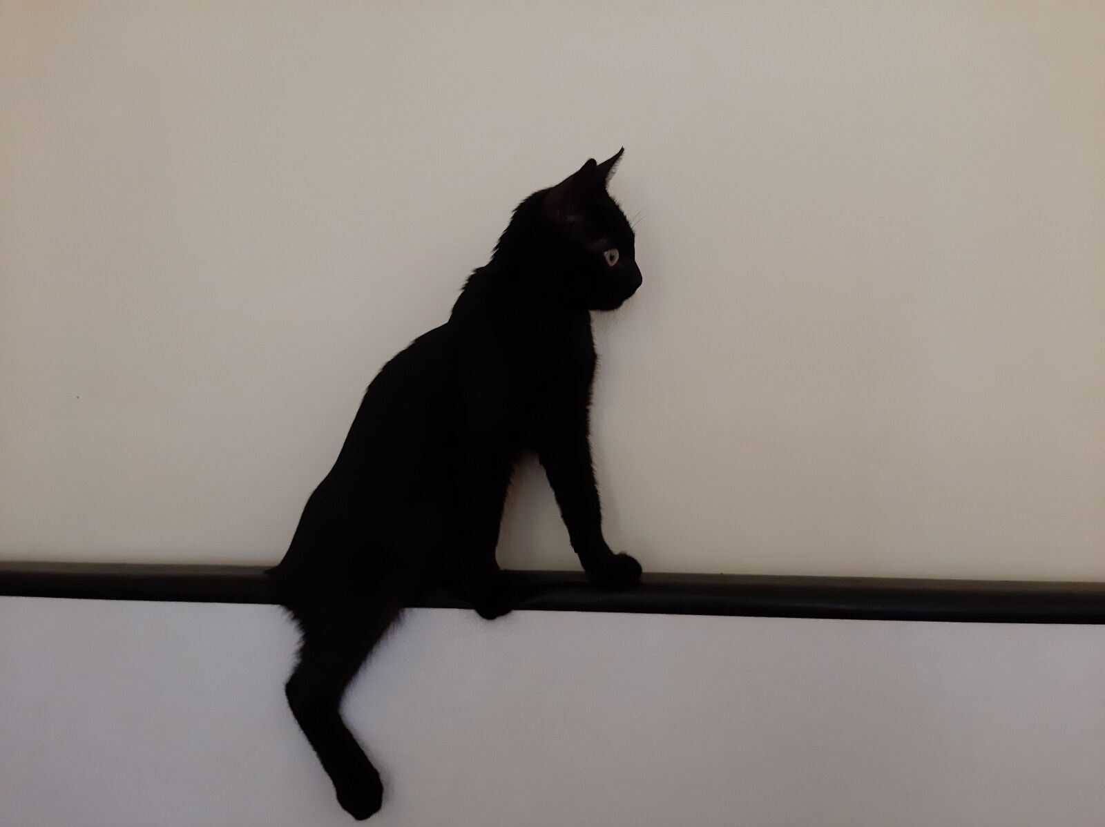 Samsung Galaxy A50 sample photo. Cat, black, animals photography