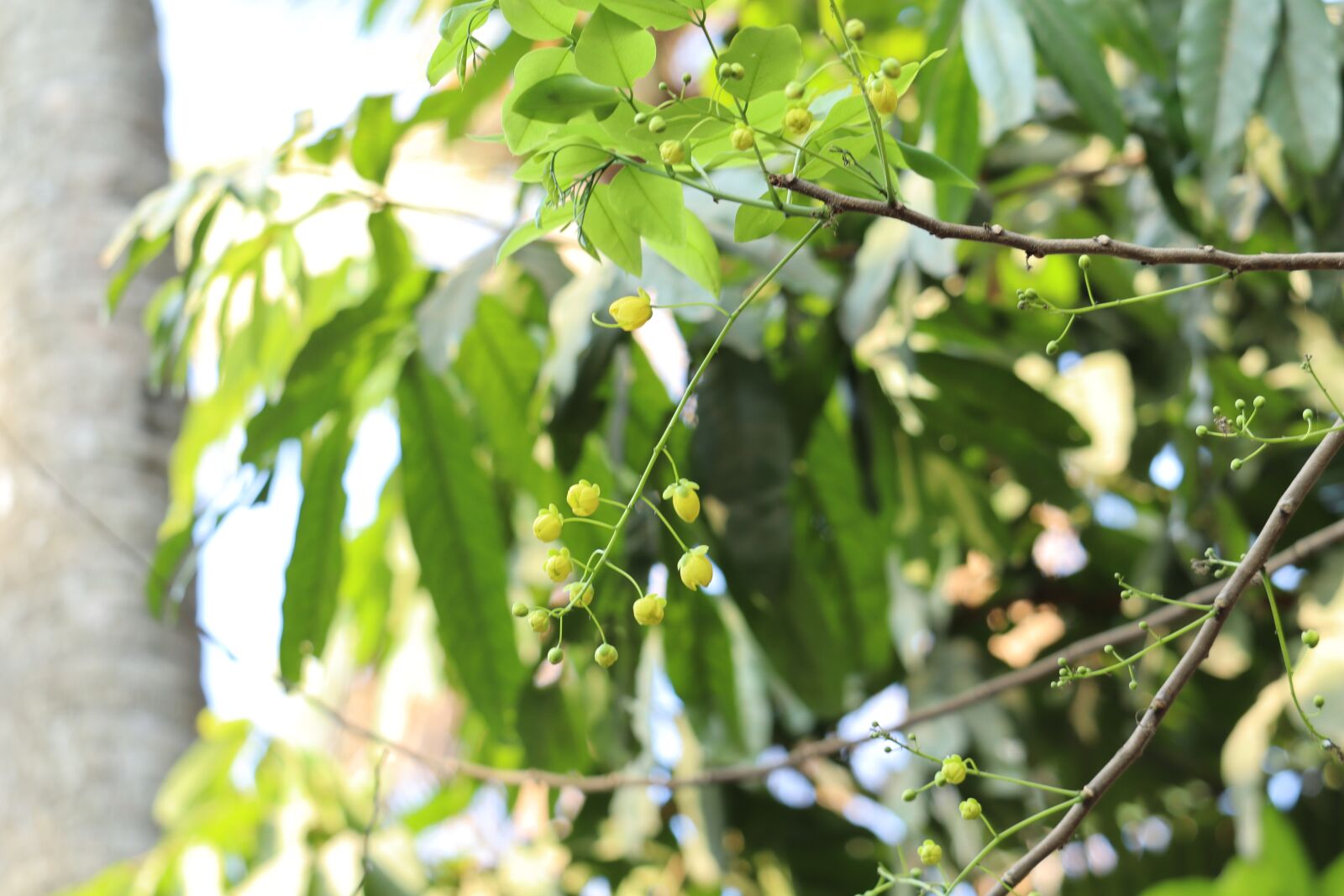 Canon EOS 250D (EOS Rebel SL3 / EOS Kiss X10 / EOS 200D II) sample photo. Nature, kerala, green photography