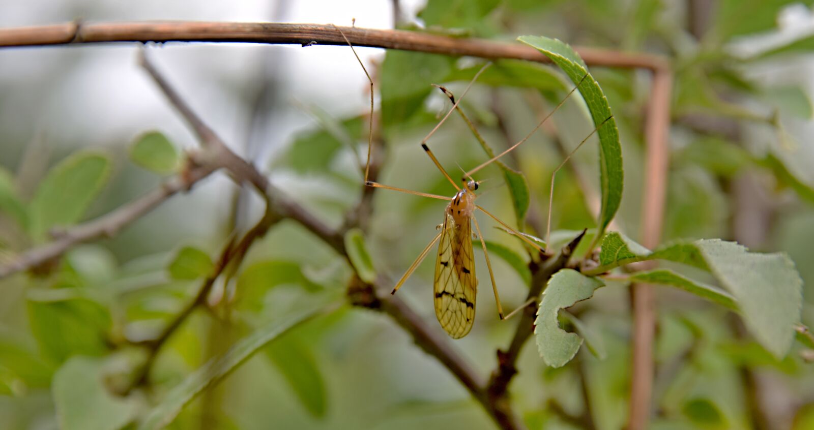 Nikon D5300 sample photo. Insects, meadow, grass photography