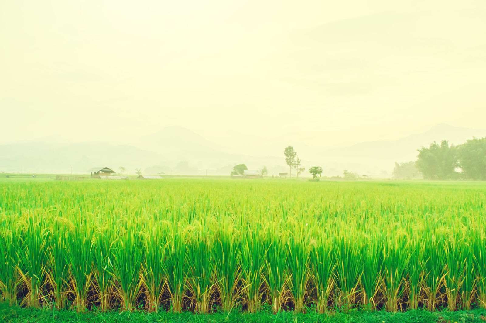 Nikon D3200 sample photo. Agriculture, background, beautiful, clear photography