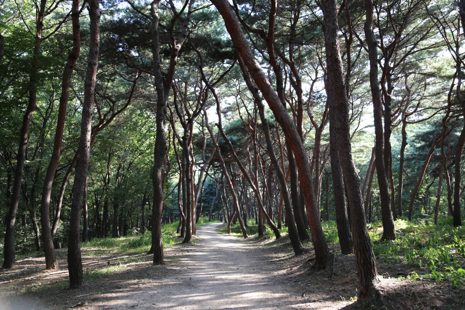 Canon EOS 6D + Canon EF 24-105mm F4L IS USM sample photo. Pine, wild, stem photography