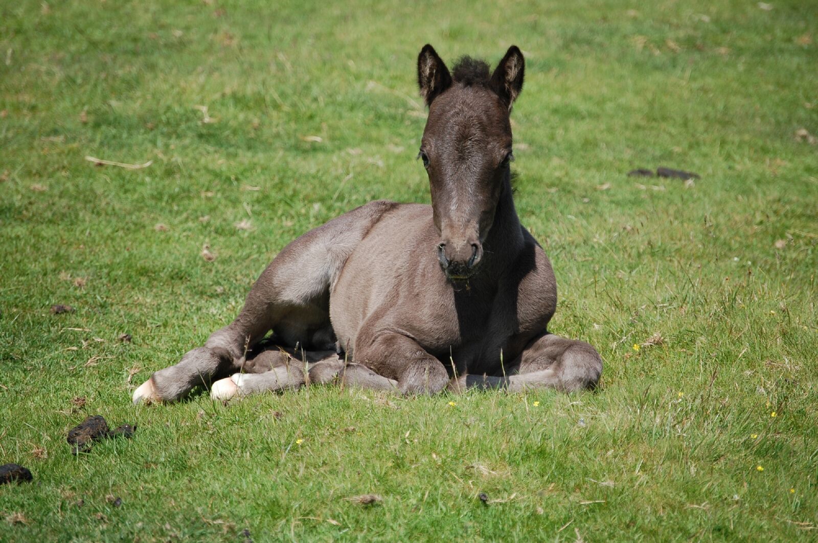 Nikon D40 sample photo. Dartmoor foal, animal, horse photography