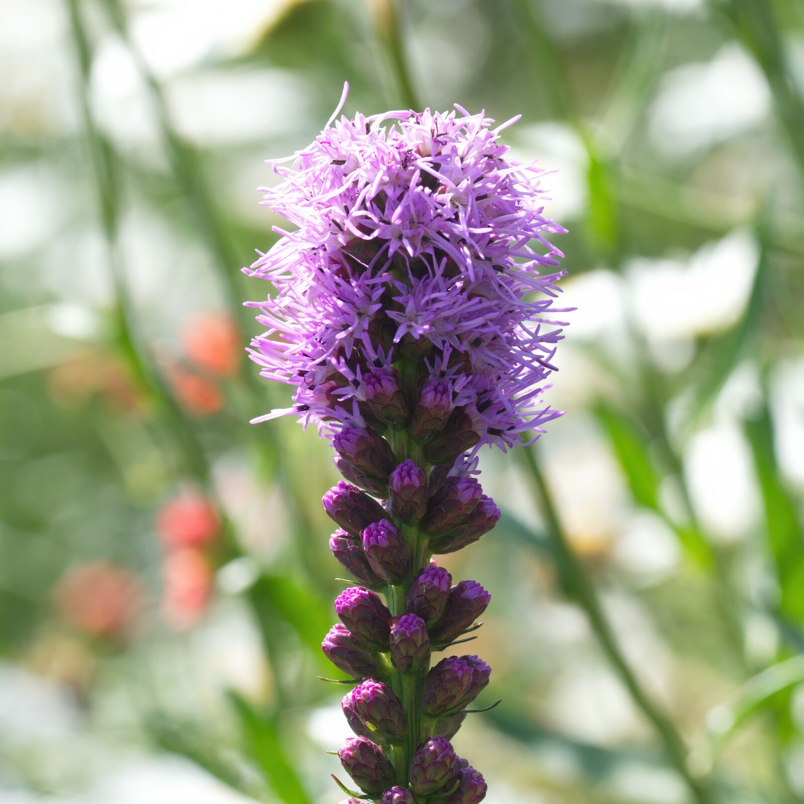 Nikon D5300 sample photo. Flower, inflorescence, the purple photography