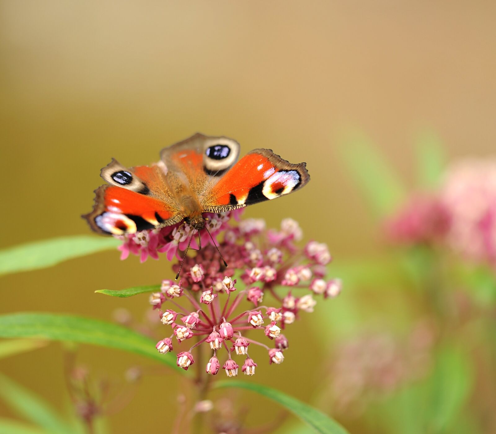 Nikon D3S sample photo. Butterfly, insect, peacock butterfly photography