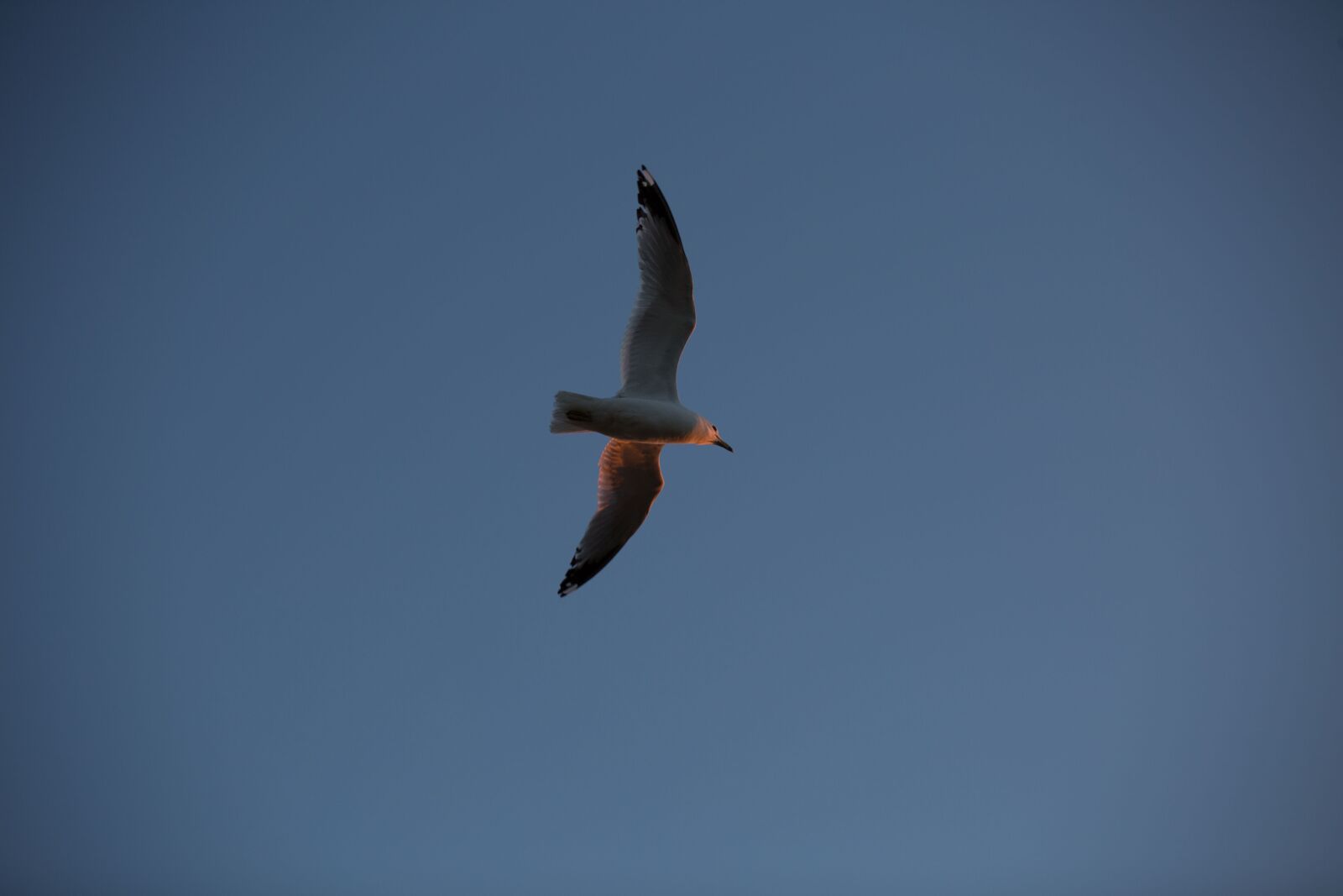 Canon EOS 5D Mark III sample photo. Bird, birds, flying photography