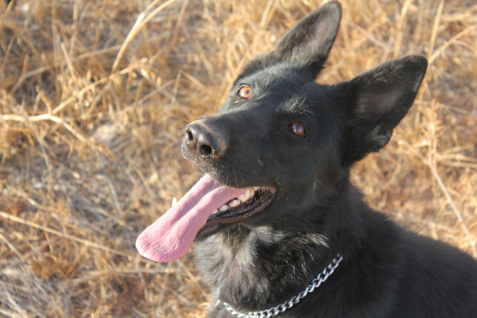 Canon EOS 550D (EOS Rebel T2i / EOS Kiss X4) sample photo. Dog, sky, run photography