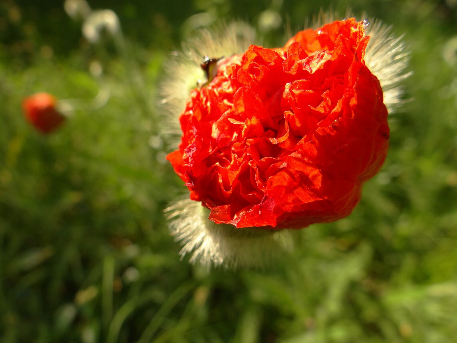 Sony DSC-HX200V sample photo. Poppy, flower, poppy flower photography