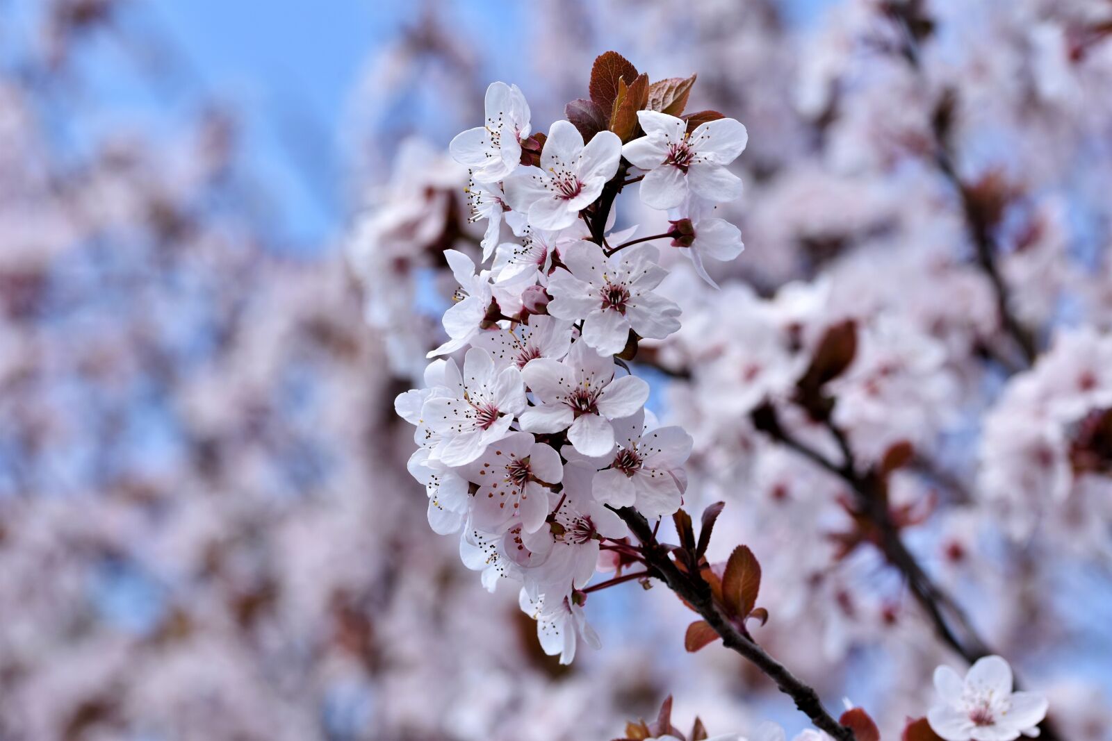 Nikon D7200 sample photo. Ornamental cherry, cherry blossoms photography