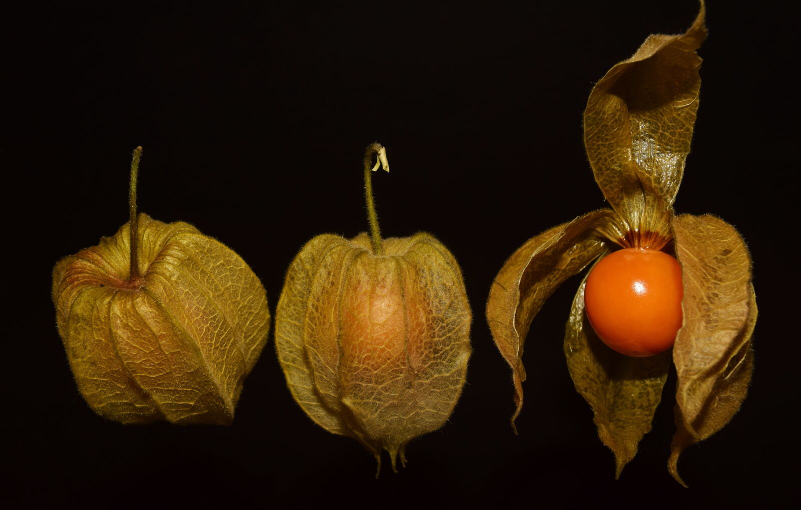 Nikon D3300 sample photo. Physalis, fruit, delicious photography