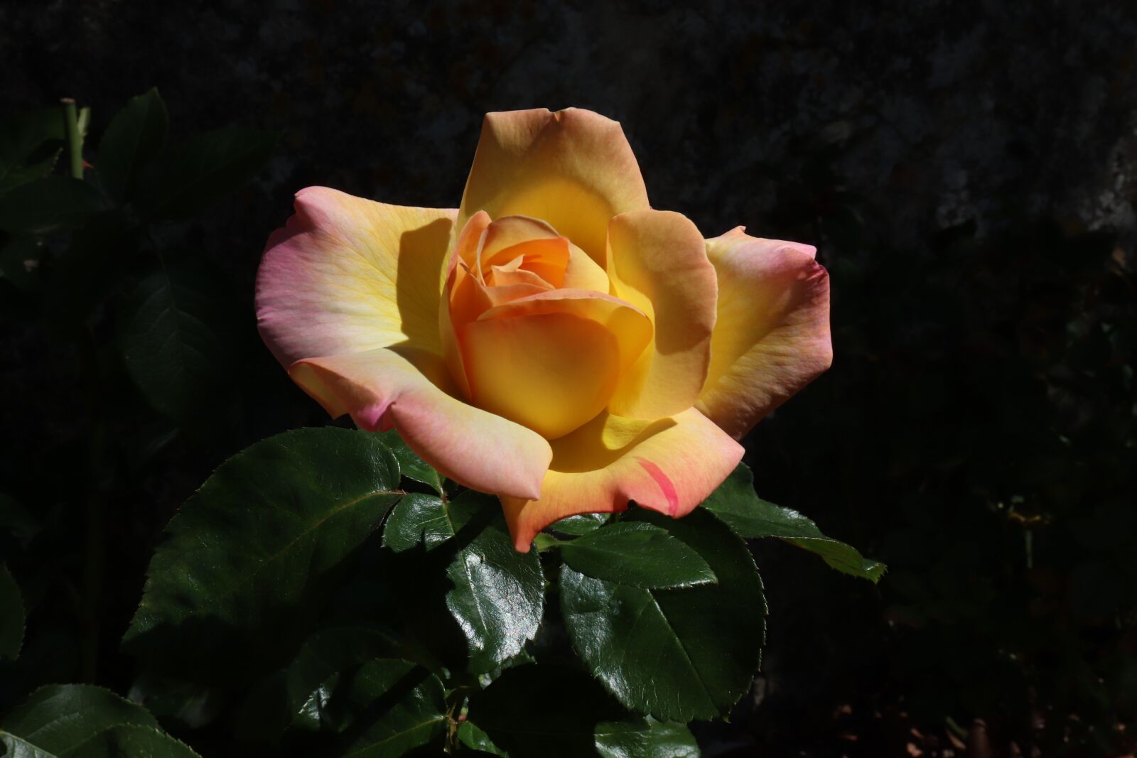 Canon EOS 800D (EOS Rebel T7i / EOS Kiss X9i) sample photo. Pink, yellow and pink photography