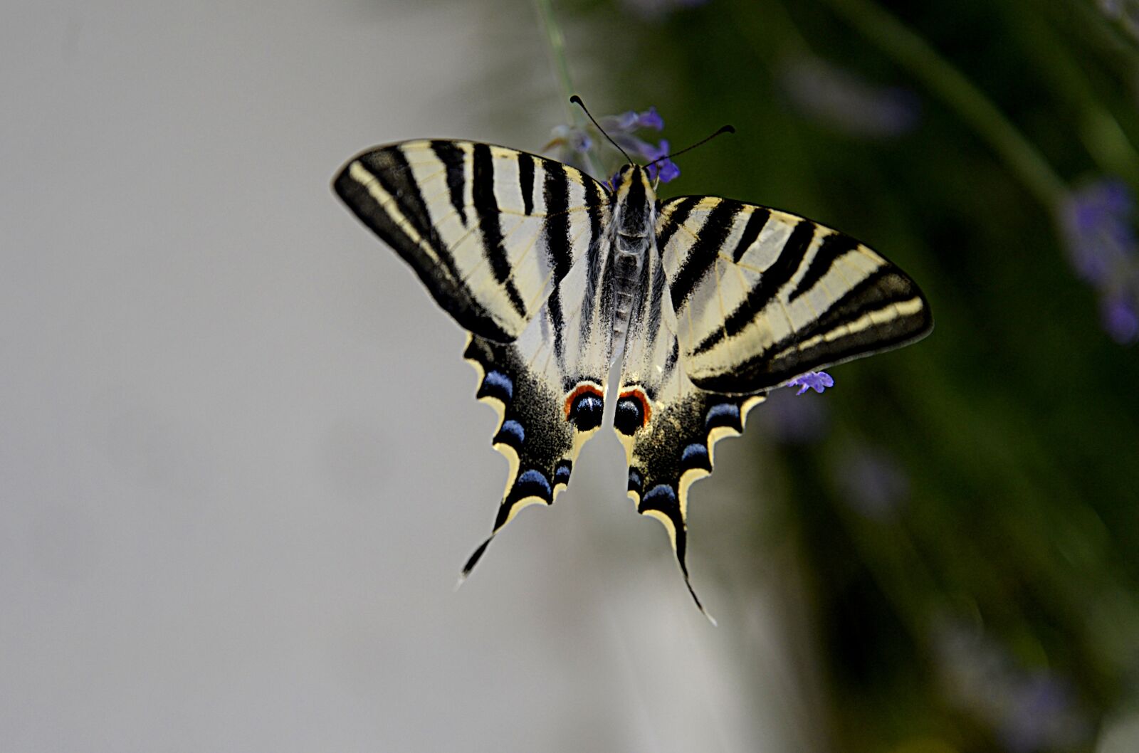 Nikon D610 sample photo. Butterfly, insect wings, nature photography