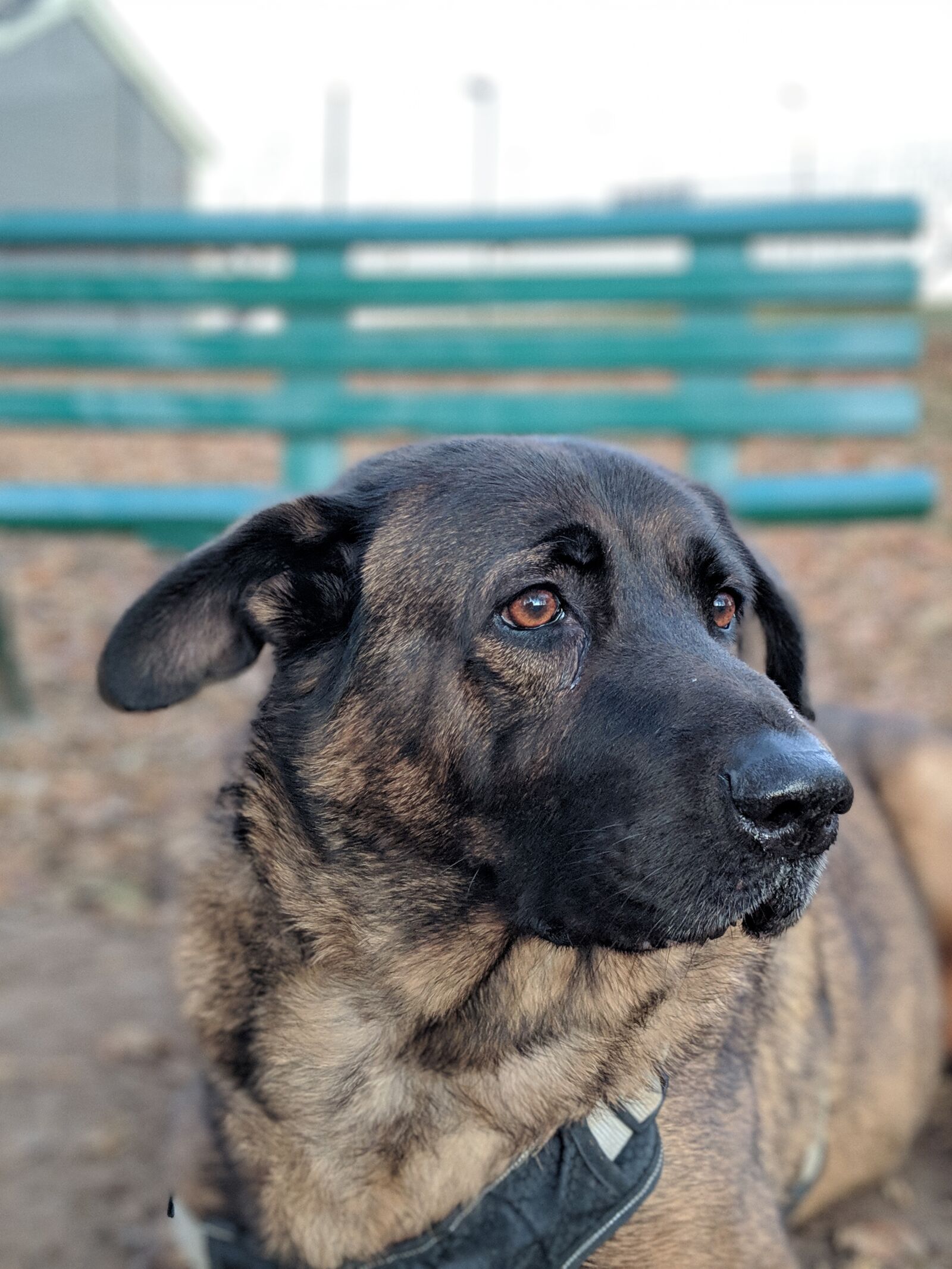 Google Pixel 2 sample photo. Dog, canine, rescue dog photography