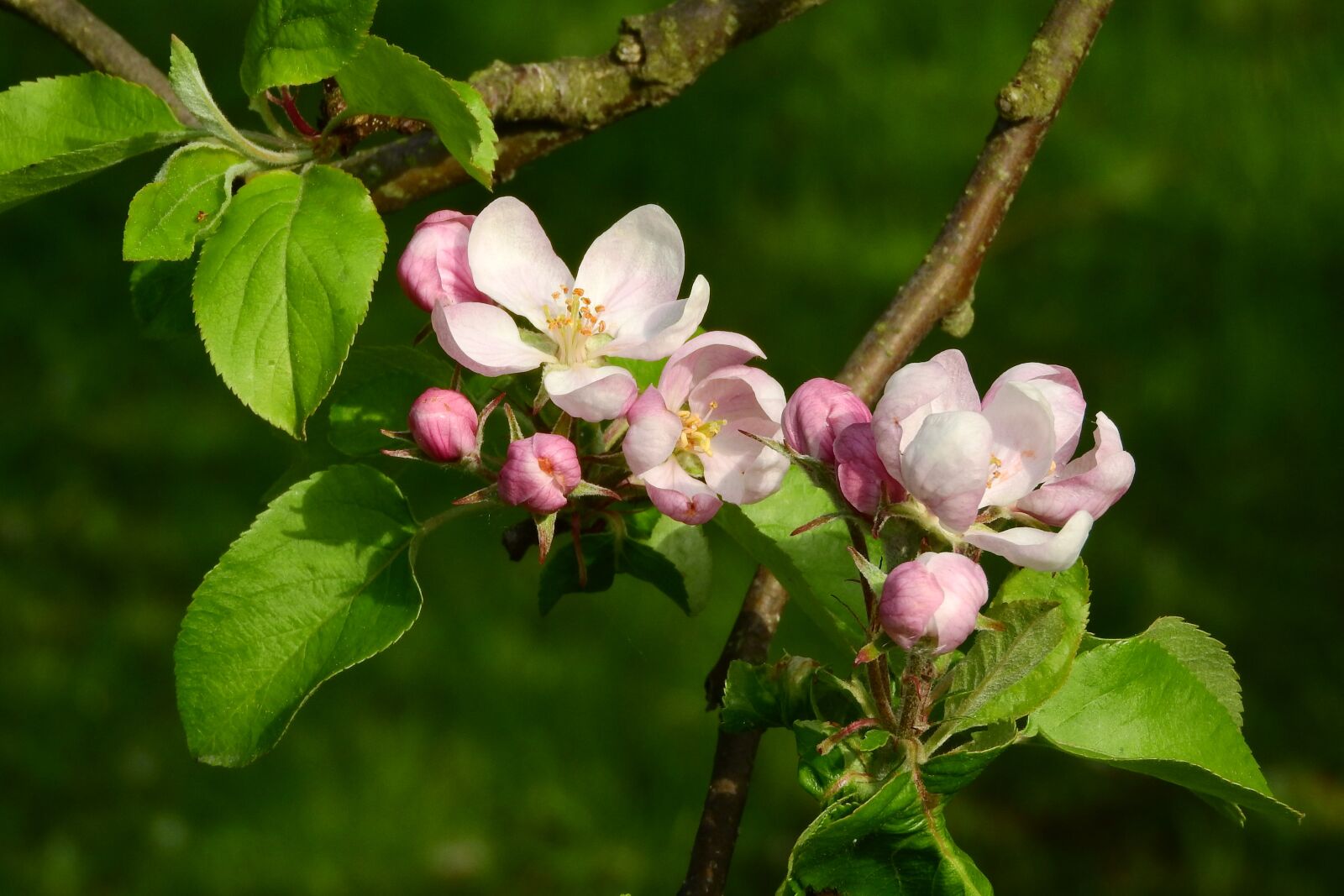Nikon Coolpix P610 sample photo. Apple-blossom, apple tree, blooming photography