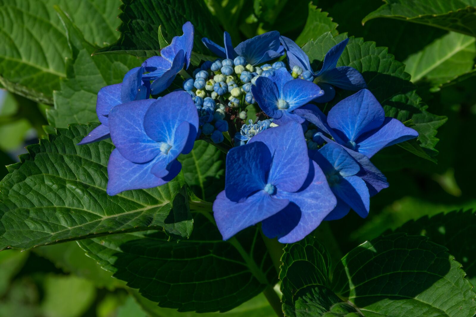 Nikon D3300 sample photo. Flower, garden, nature photography