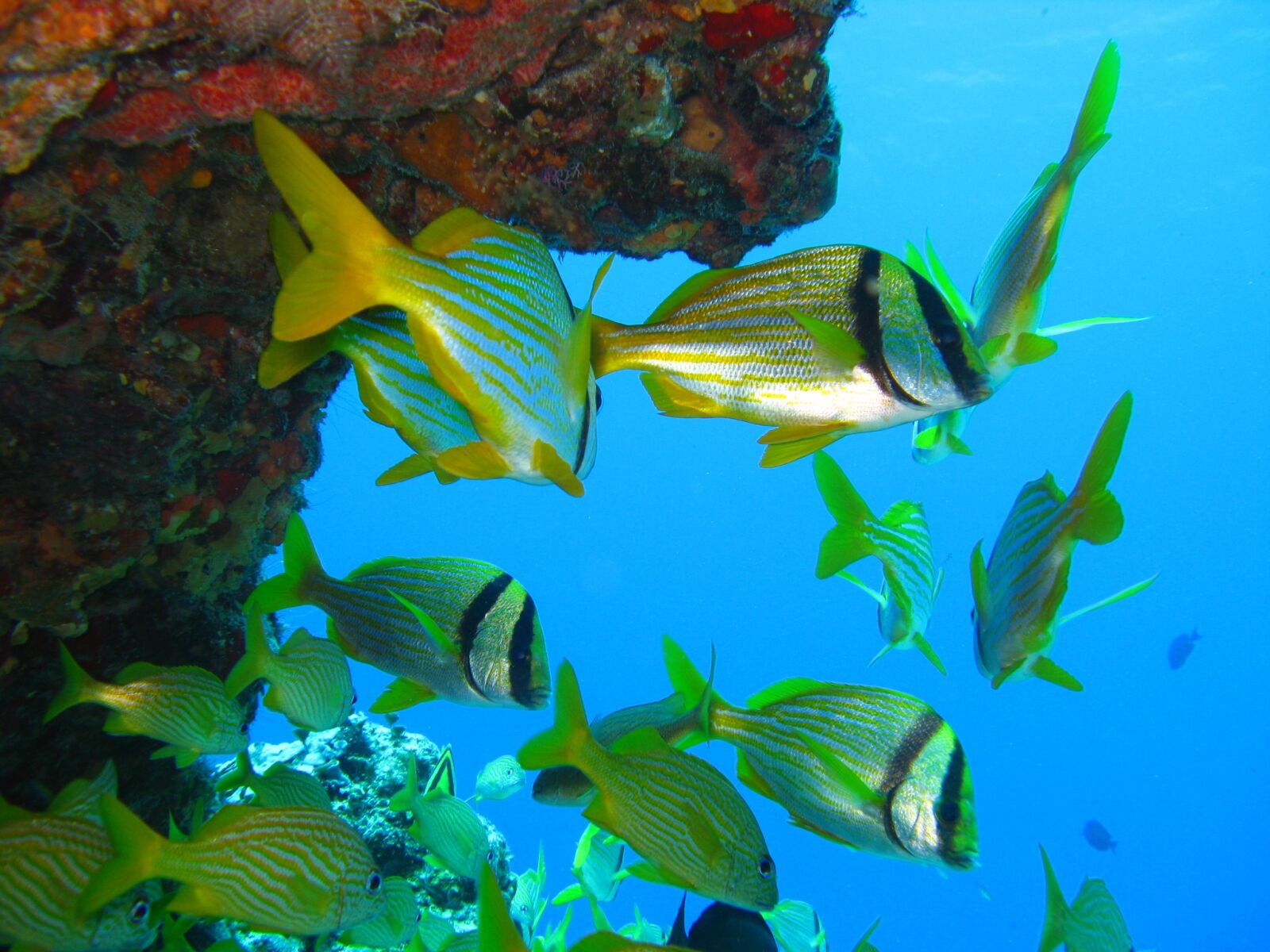 Canon POWERSHOT A720 IS sample photo. Fish, underwater, marine photography
