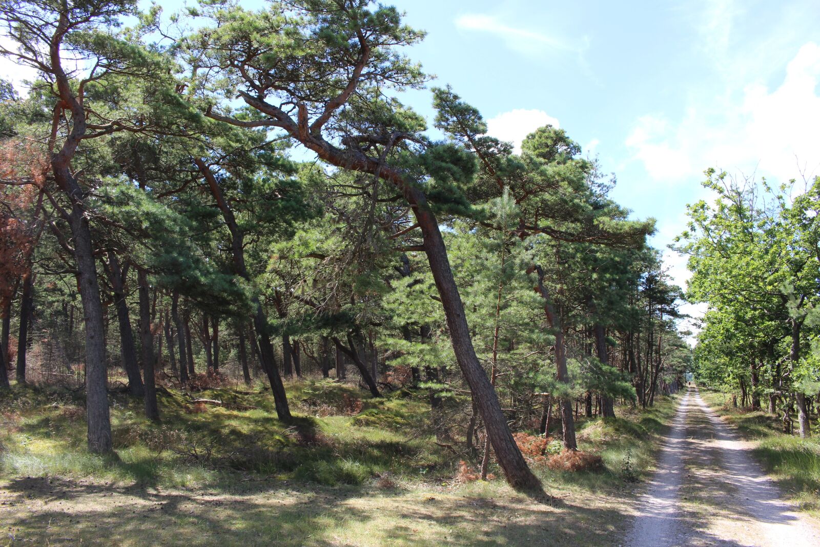 Canon EOS 700D (EOS Rebel T5i / EOS Kiss X7i) sample photo. Forest, drought, nature photography