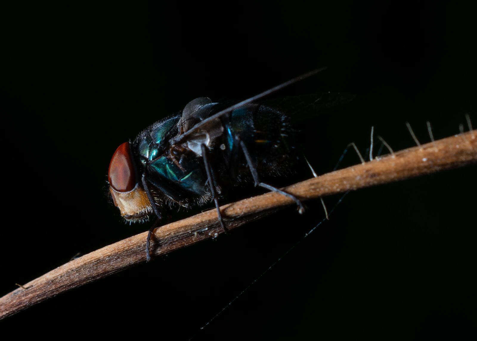 Nikon D5300 sample photo. Fly, insect, insects photography