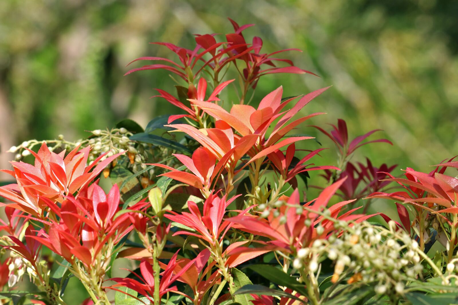 Canon EOS 80D sample photo. Spring, plant with red photography