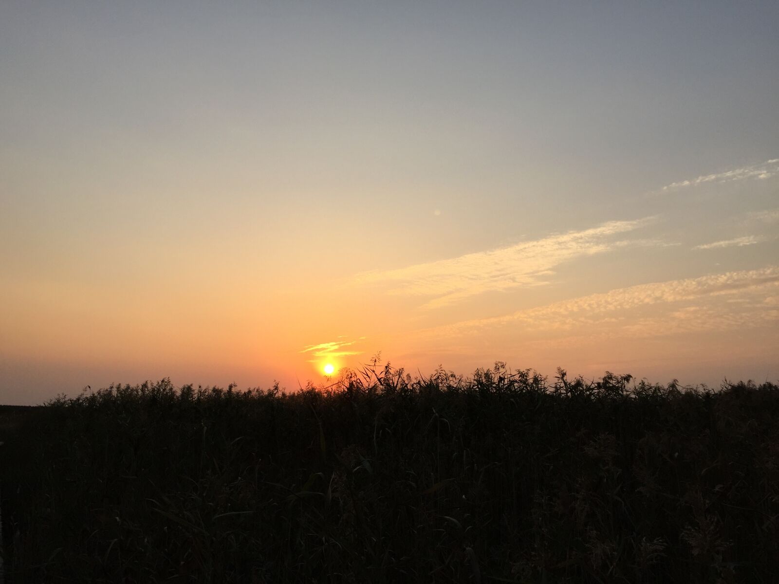 Apple iPhone 6 sample photo. Shanghai, chongming, xisha photography