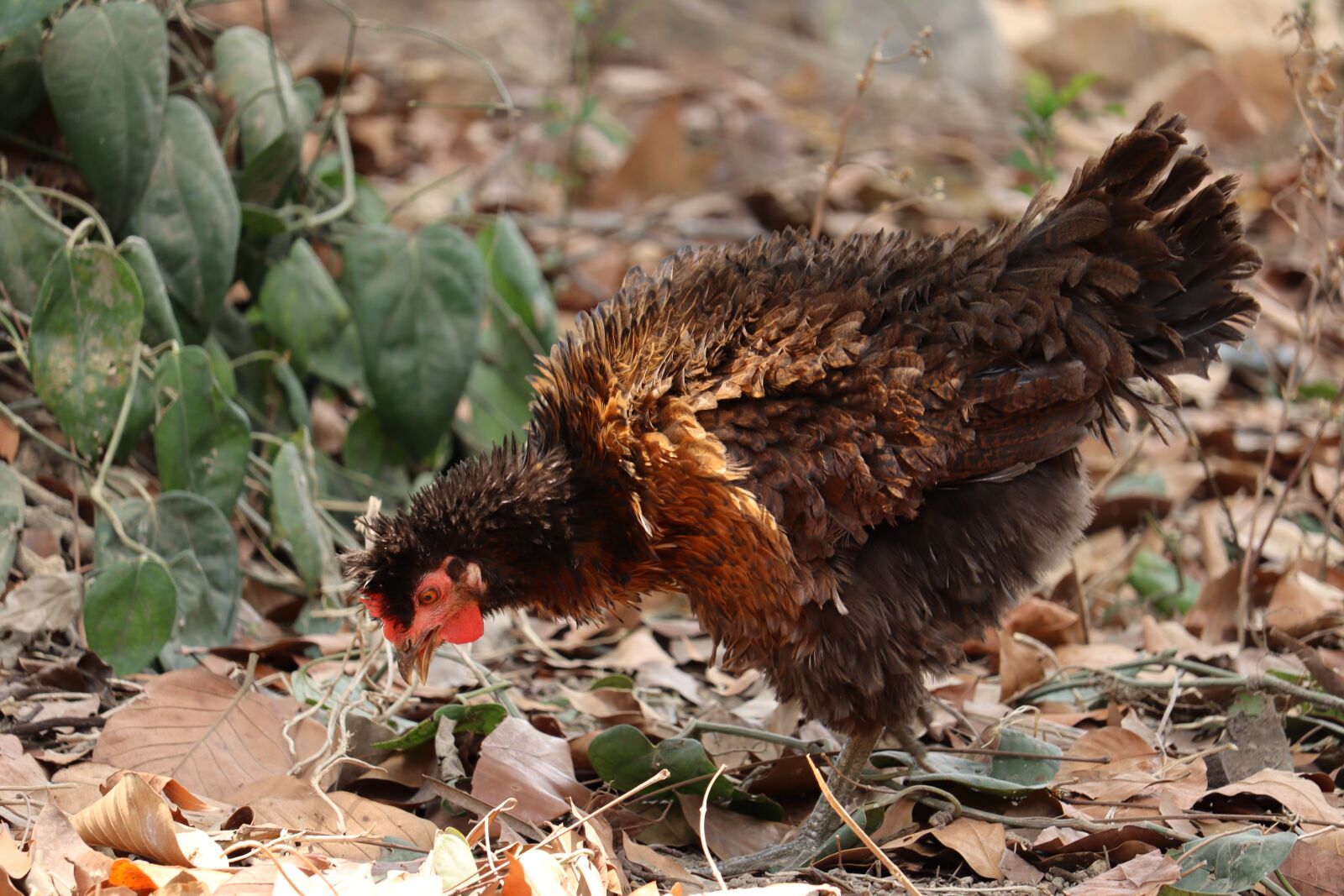 Canon EOS 250D (EOS Rebel SL3 / EOS Kiss X10 / EOS 200D II) sample photo. Hen, kerala, poultry photography