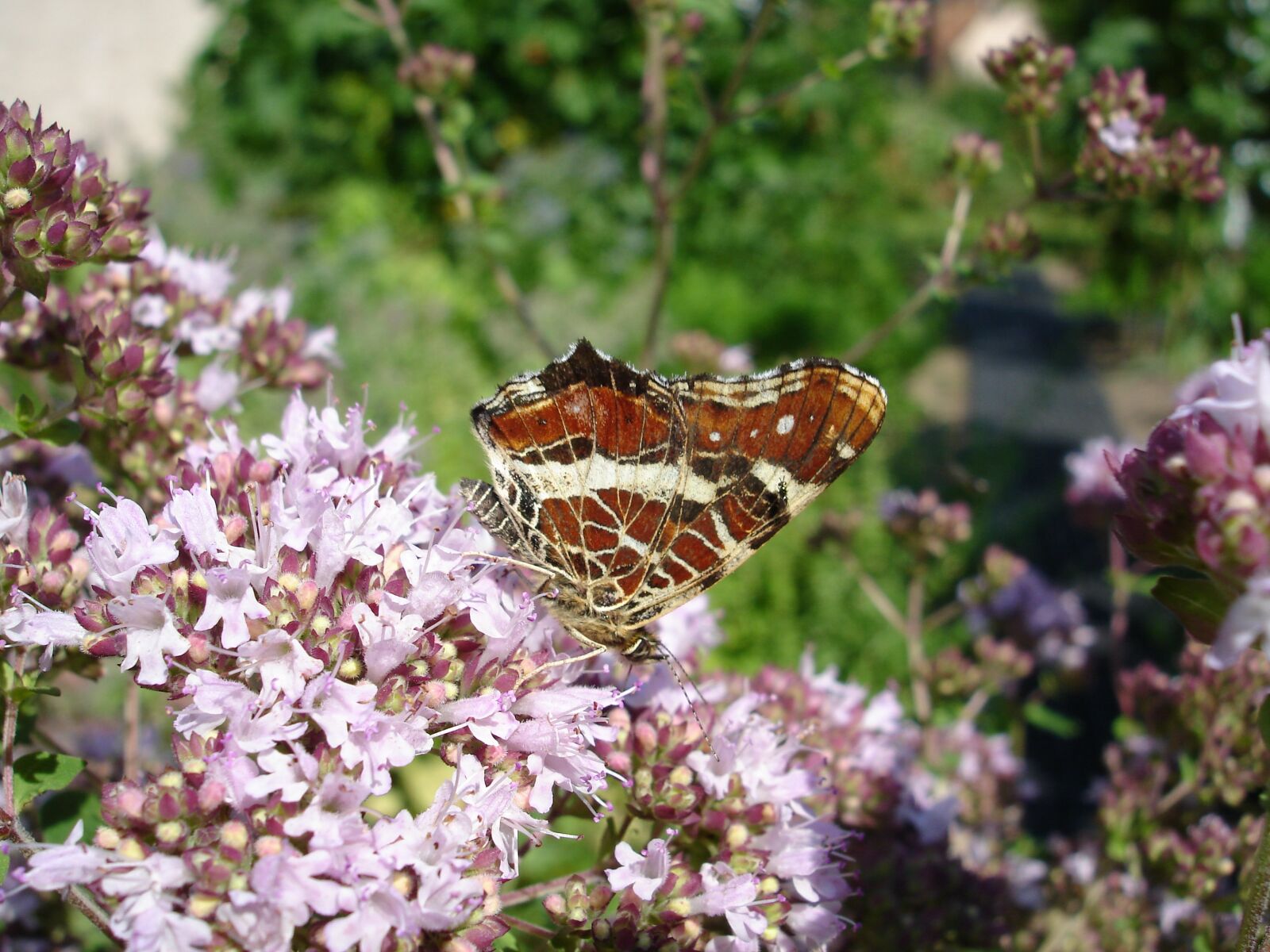 Sony DSC-W17 sample photo. Butterfly, flowers, summer photography