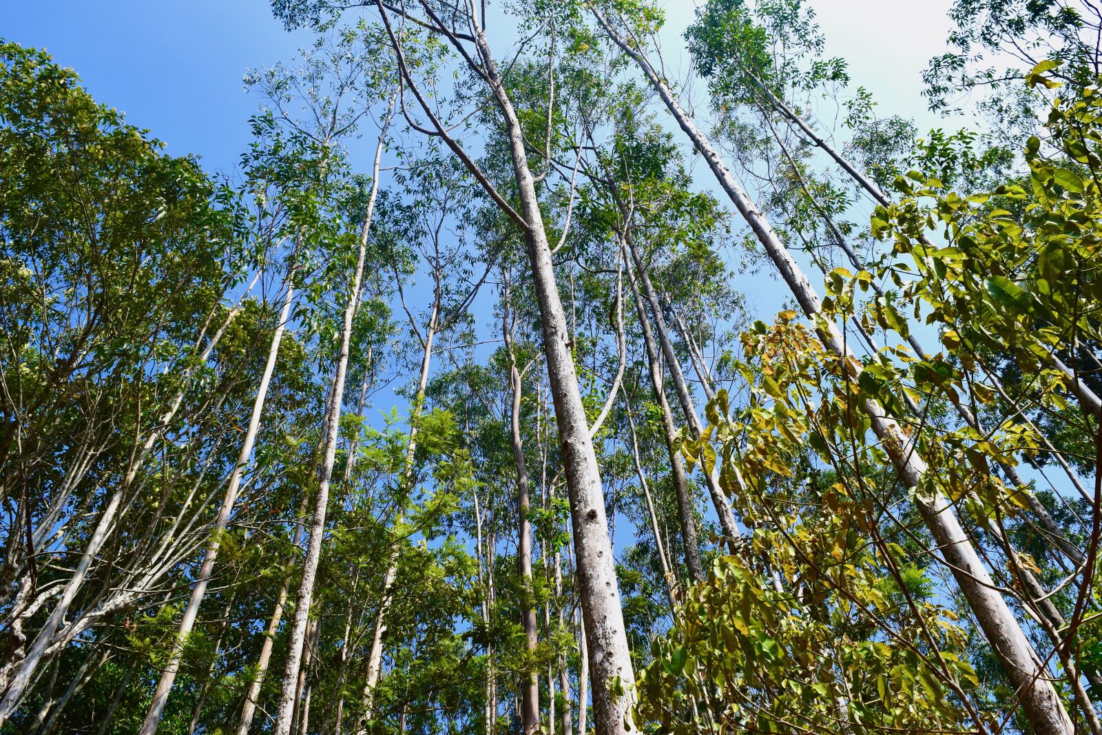 Nikon D3300 sample photo. Trees, nature, forest photography