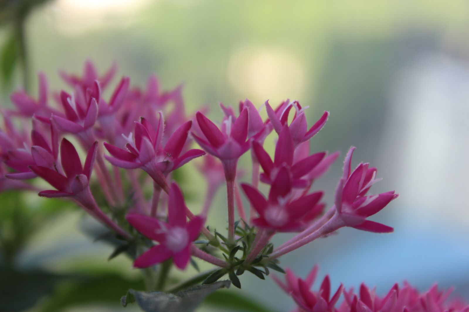 Canon EOS 1200D (EOS Rebel T5 / EOS Kiss X70 / EOS Hi) sample photo. Flowers, nature, spring photography