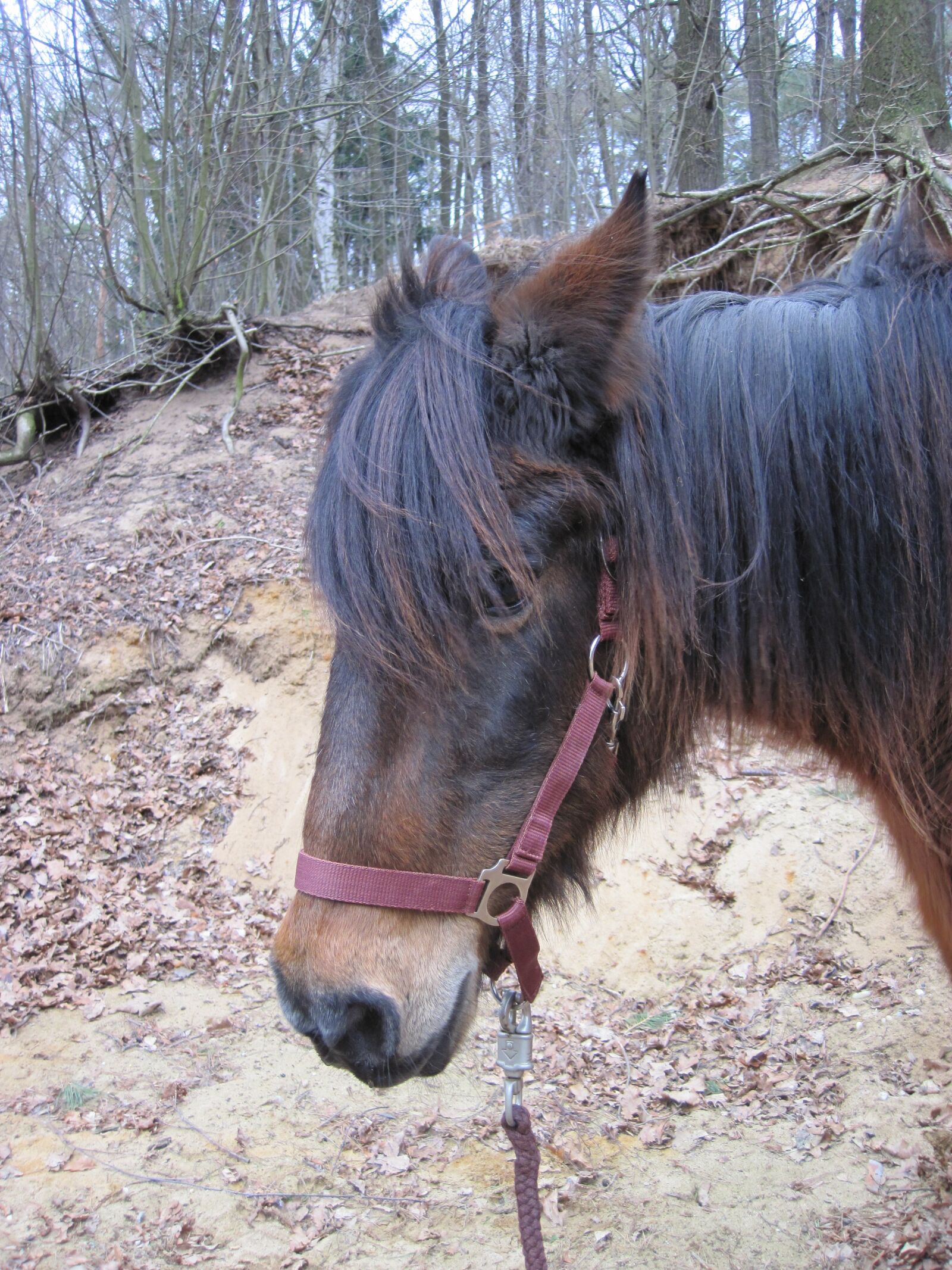 Canon PowerShot D10 sample photo. Pony, horse, brown photography