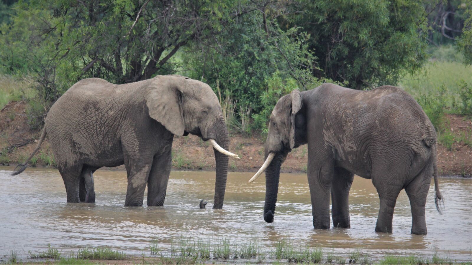 Canon EOS 60D sample photo. African elephants, stare, touch photography