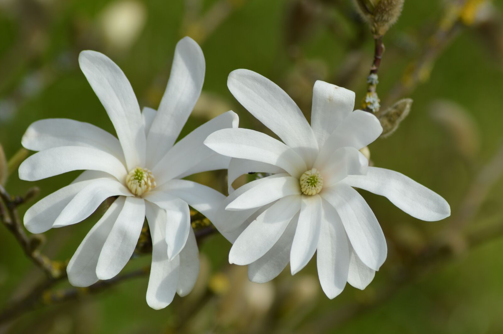 Nikon D3200 sample photo. Star magnolia, plant, flowers photography