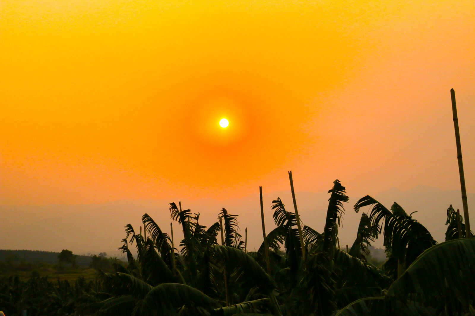 Canon EOS 70D sample photo. Banana plantations, banana, sunset photography