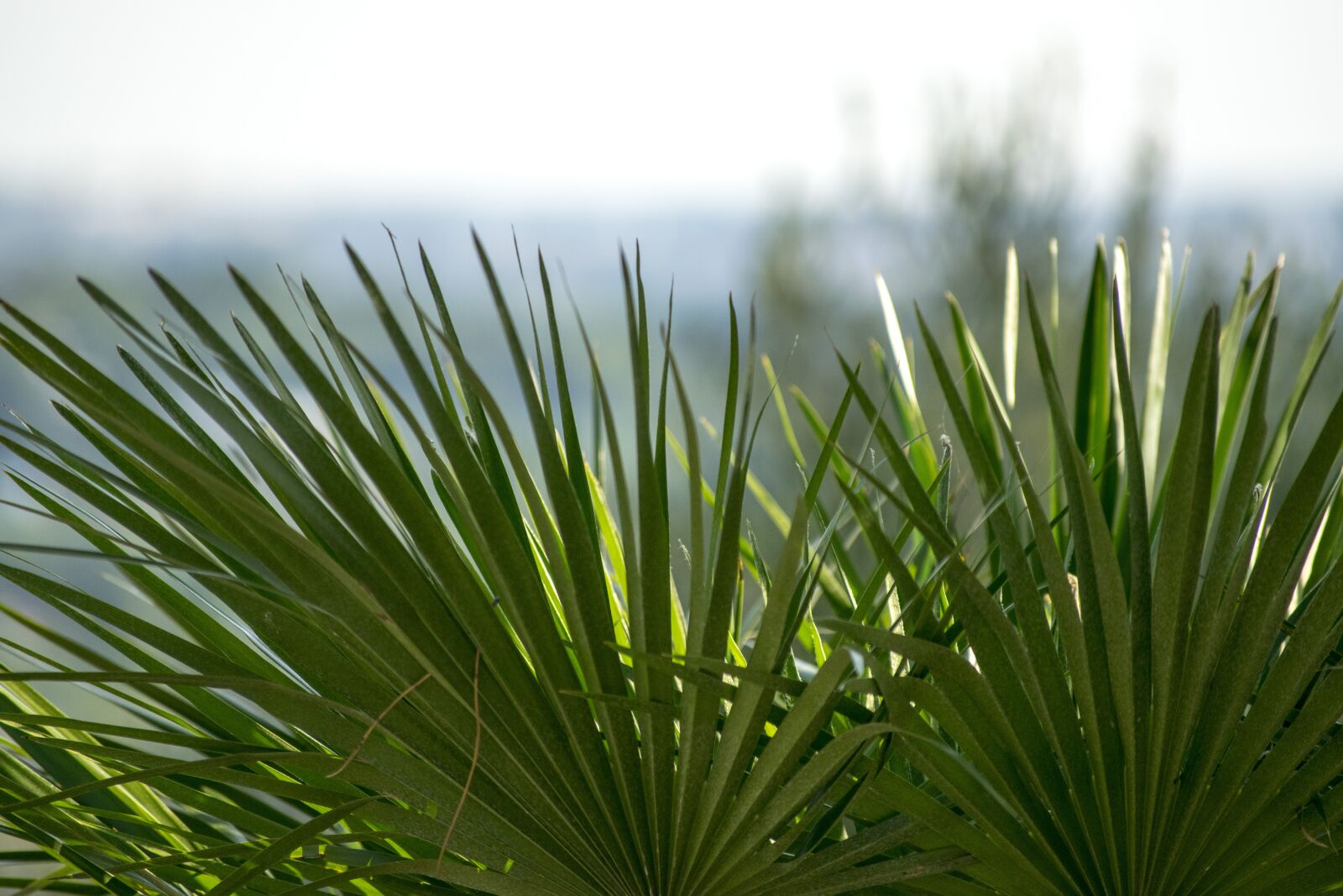 Nikon D5300 sample photo. Plant, focus, plants photography