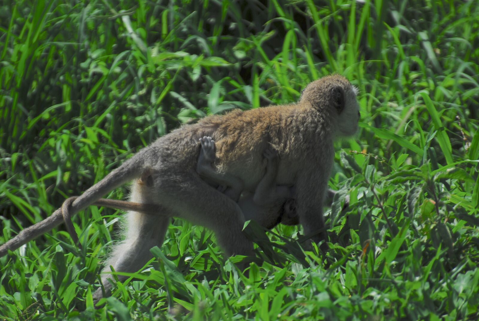 Nikon D200 sample photo. Vervet, baby, mother photography