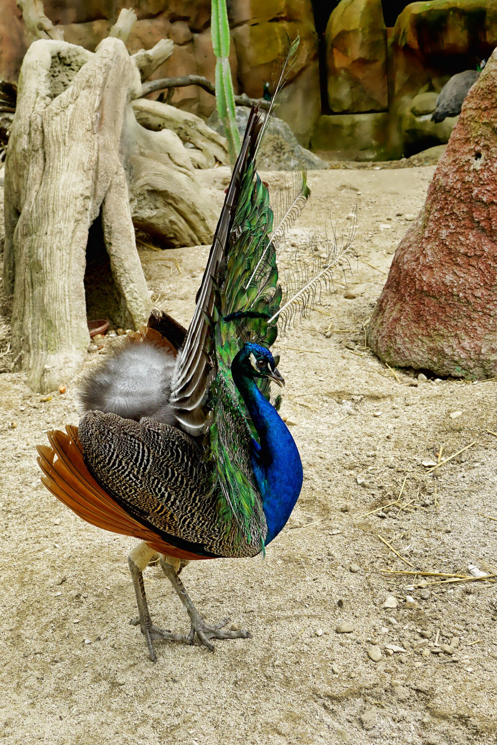 Sony a6000 sample photo. Bird, peacock, balz photography