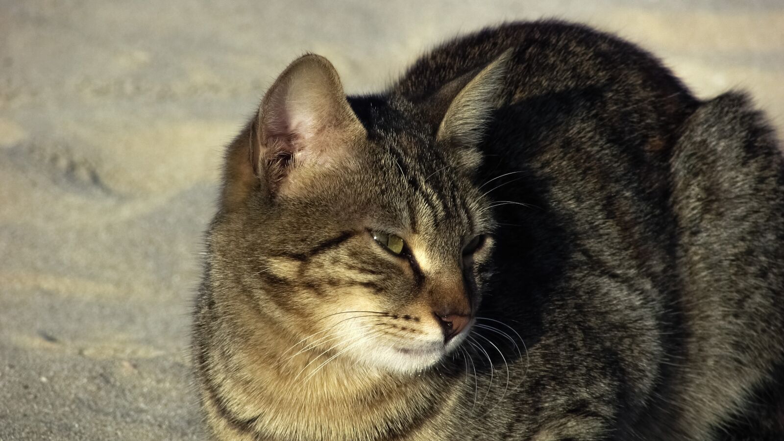 Canon PowerShot SX400 IS sample photo. Cat, stray, beach photography