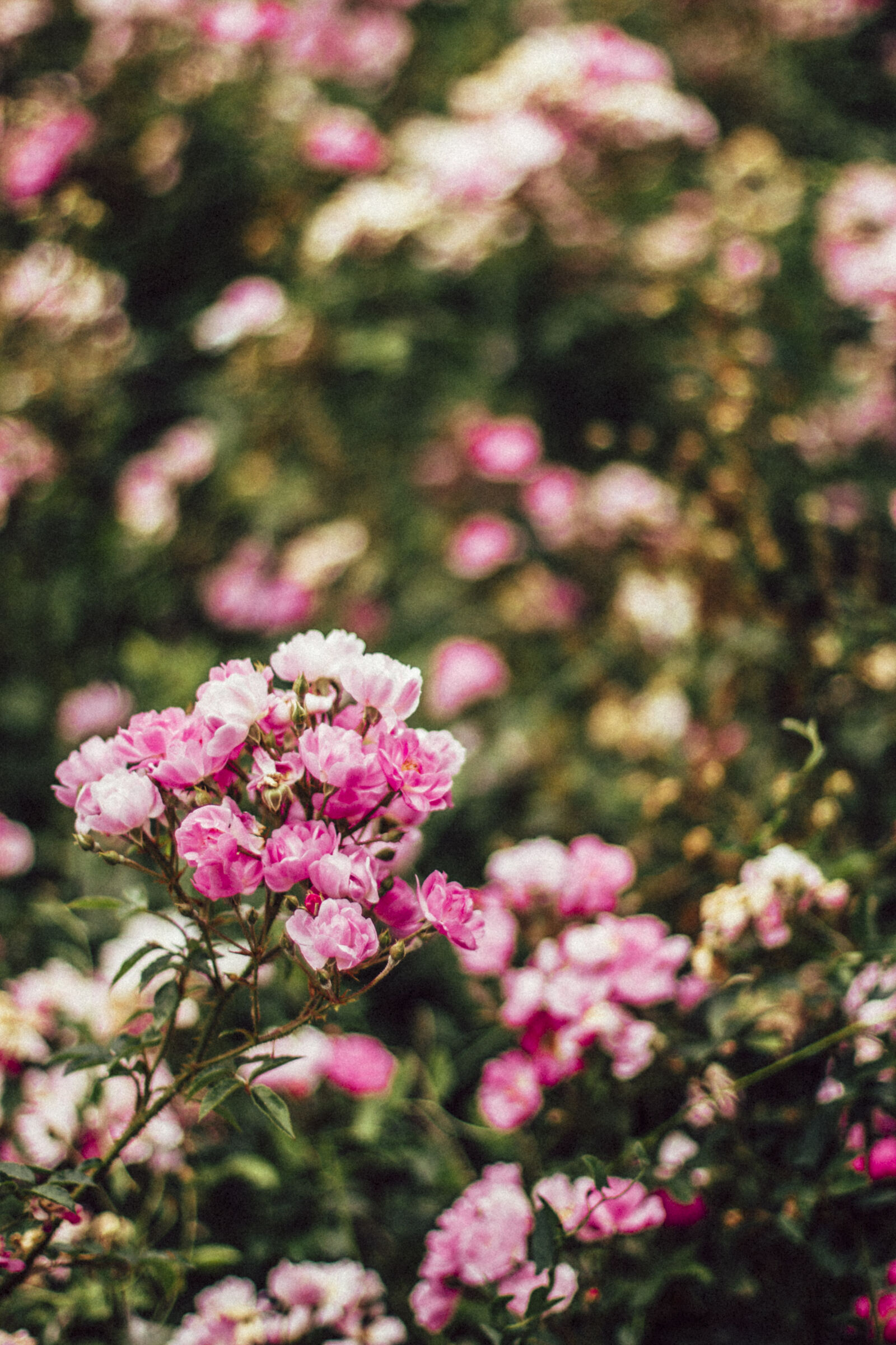 Canon EOS 70D + Canon EF 50mm F1.4 USM sample photo. Background, beautiful, flowers, bloom photography