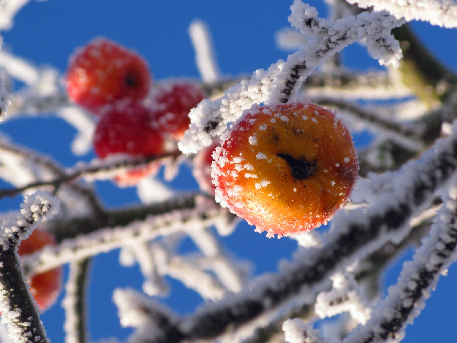 Canon POWERSHOT G9 sample photo. Apple, ice, winter photography