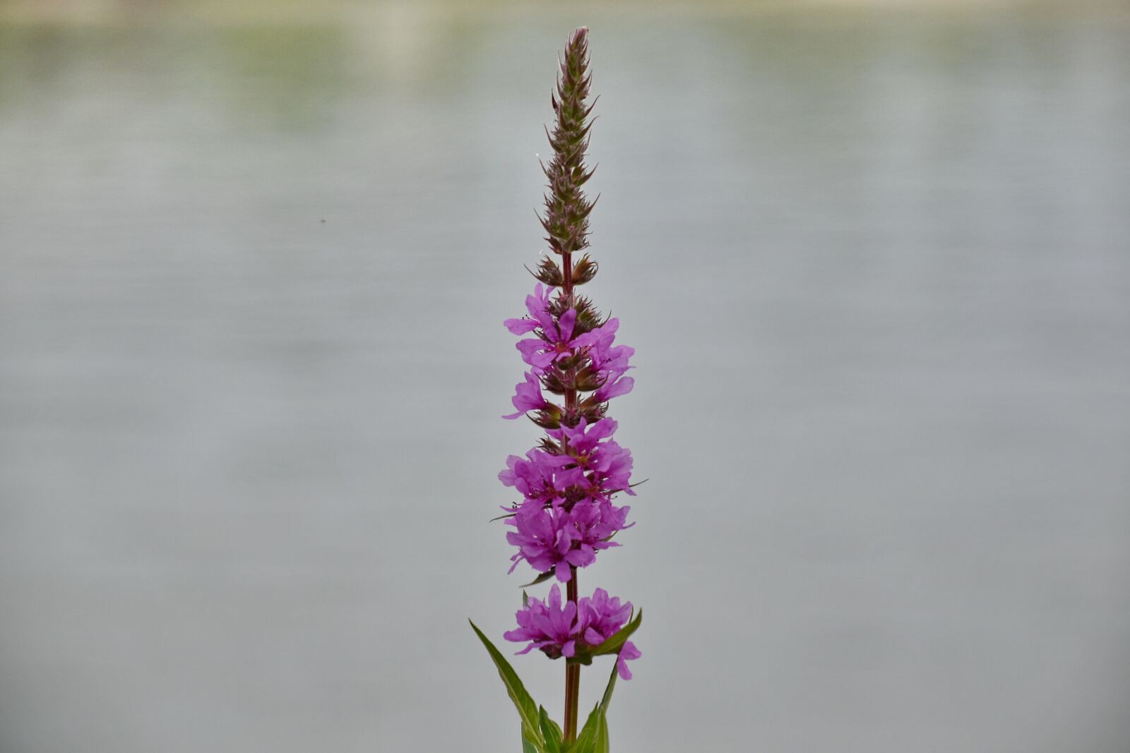 Nikon D5500 sample photo. Blurry, flower, purple, herb photography