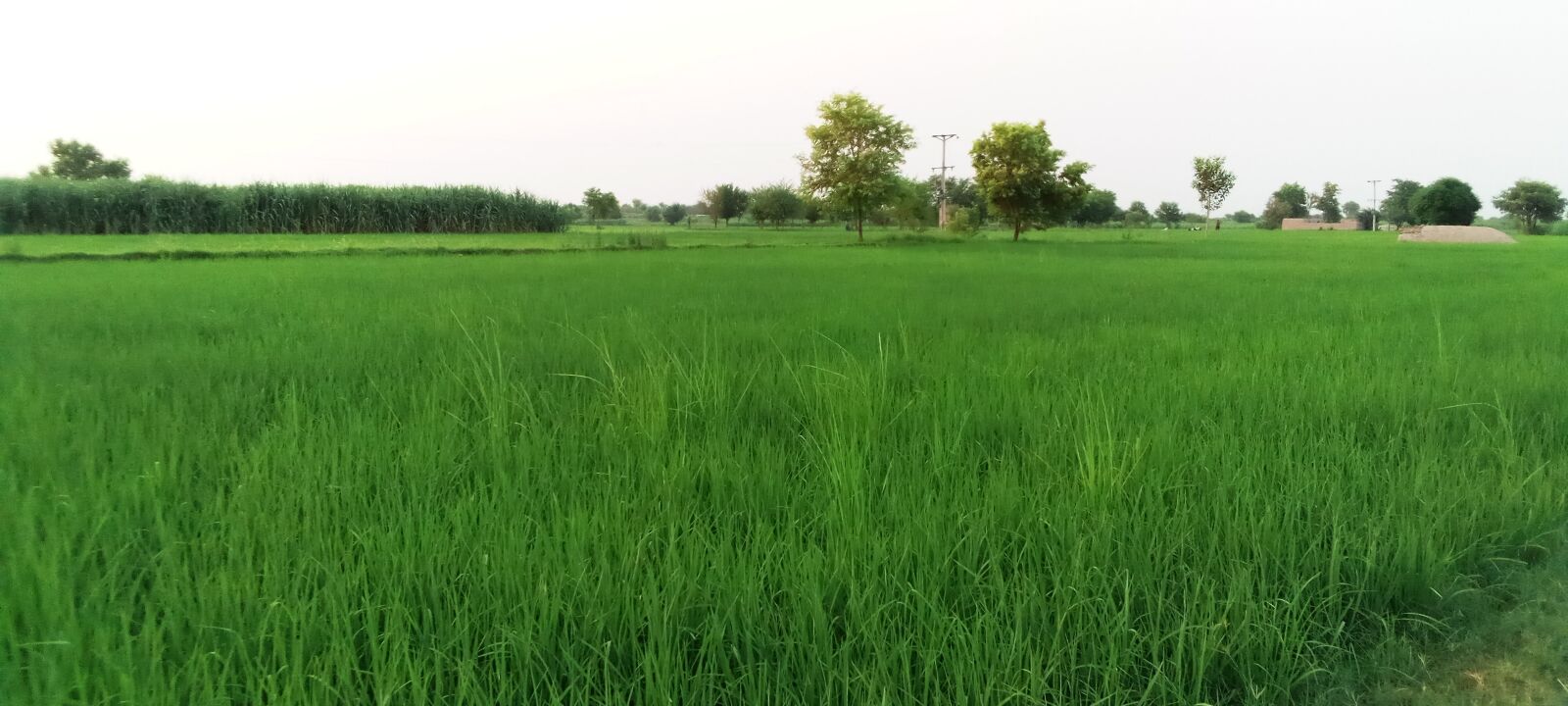 INFINIX MOBILITY LIMITED Infinix X653C sample photo. Natural, green fileds, scenery photography