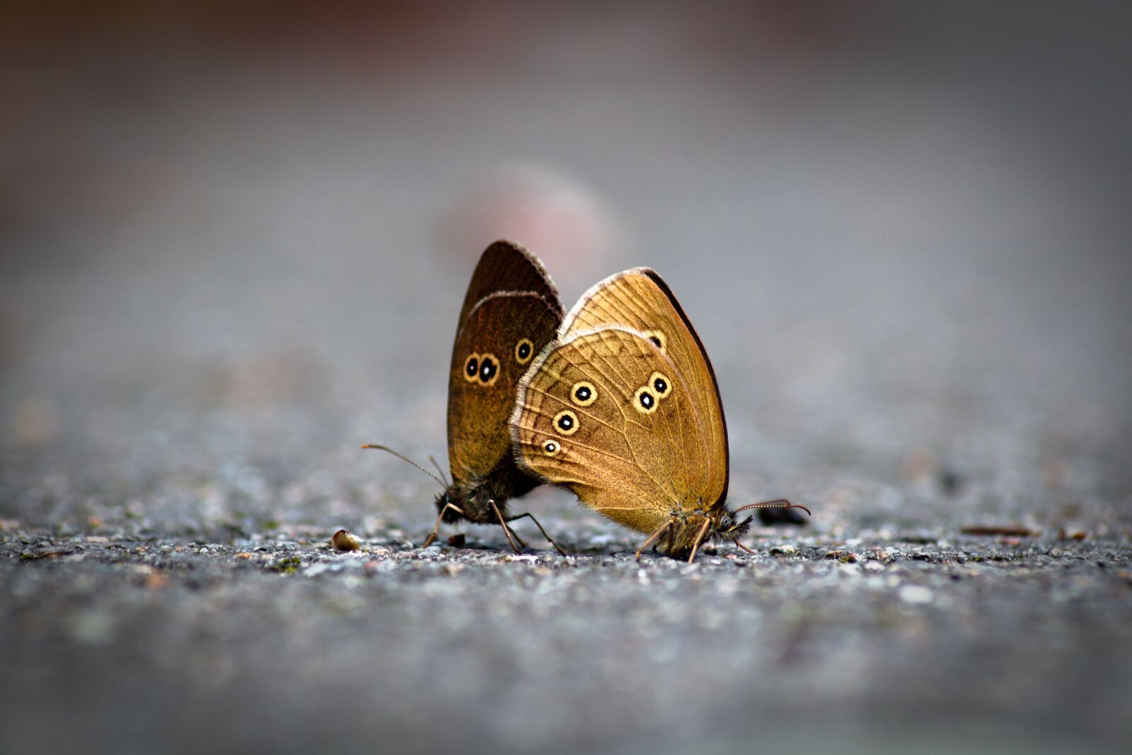 Canon EOS 750D (EOS Rebel T6i / EOS Kiss X8i) sample photo. Butterfly, pairing, pairs photography