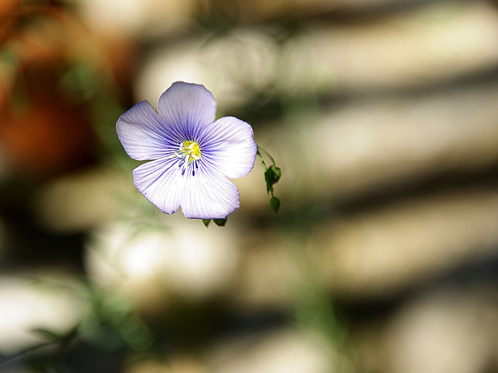 Pentax K10D sample photo. Fleur-de-lin, violet, nature photography