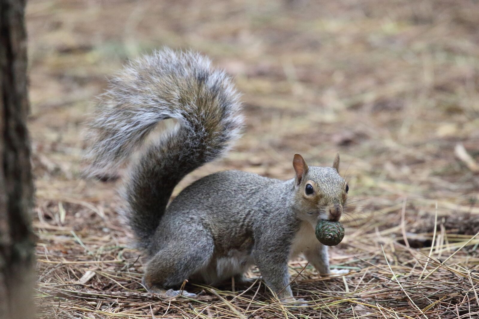 Canon EOS 7D Mark II sample photo. Grey squirrel, eating, pine photography